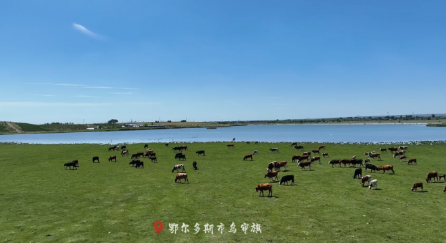 来乌审，看走马